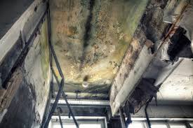 Why You Should Choose Our Mold Remediation Services in Prairie View, TX